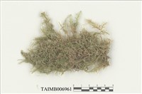 藏品(平苔屬)的圖片